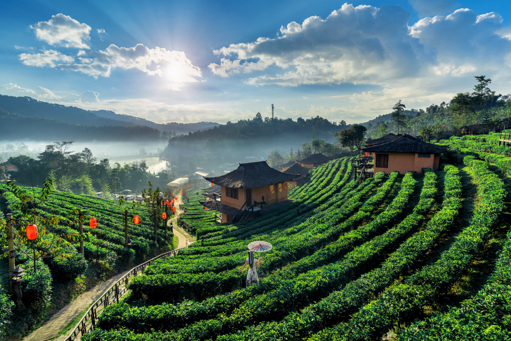 Best Things to Do in Darjeeling